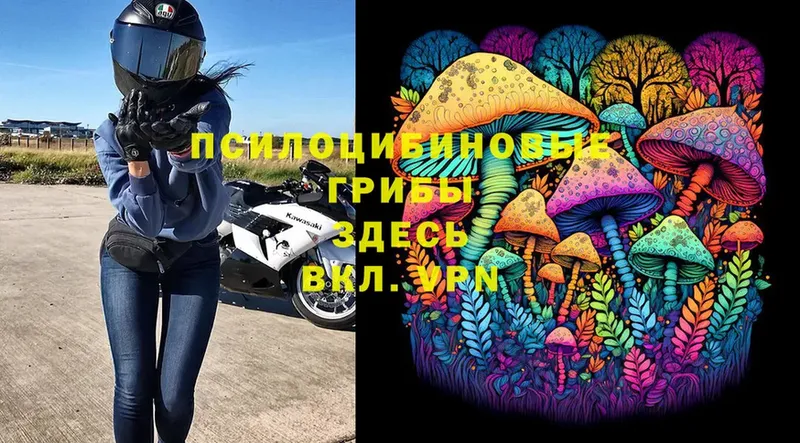 Галлюциногенные грибы Psilocybe  Дудинка 